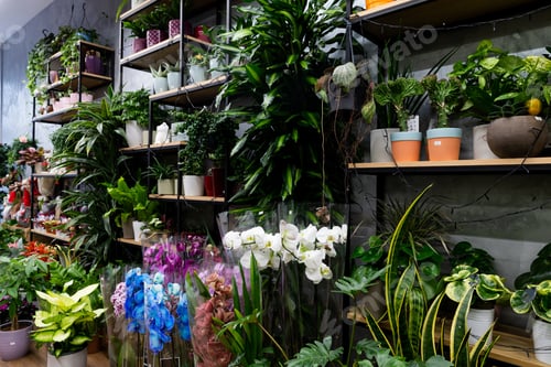 Preview: gardener's shop with exotic flower plants