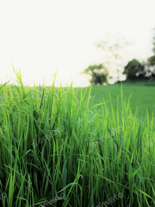 Preview: closeup of fresh spring grass blades