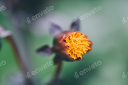 Preview: Close up of Garden cosmos flower