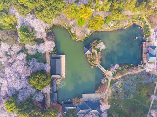 Preview: Spring scenery of East Lake Cherry Blossom Garden in Wuhan, Hubei, China