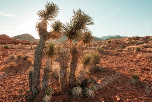 Preview: Joshua tree