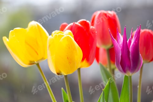 Preview: Nice multicolor tulips in the garden - close up view