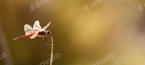 Preview: Wild Africa. Shot of wildlife out in the african bush.