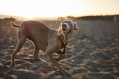 Preview: Funny dog on beach