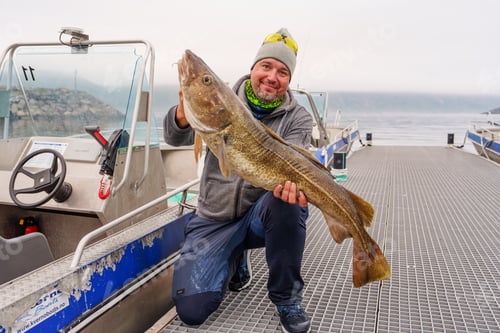 Preview: Fisherman with big cod fish. Norwegian fisherman has caught large Cod in Norwegian Fjord islands