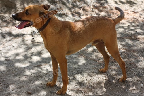 Preview: Cirneco dell'Etna, slender dog with brown cape looks with his mouth open.