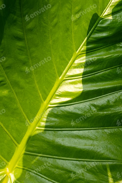 Preview: Green leaf epidermis, close up.