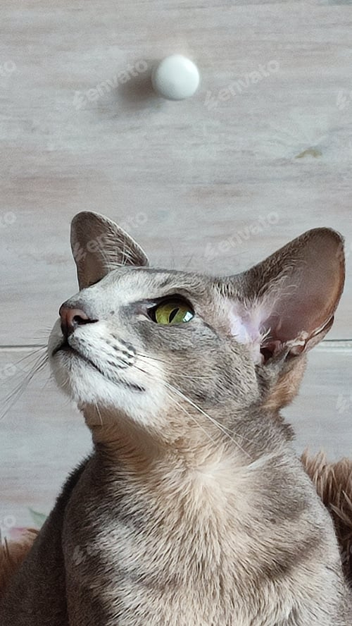 Preview: Oriental cat