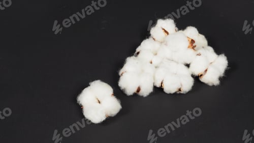 Preview: Cotton flowers on black background.