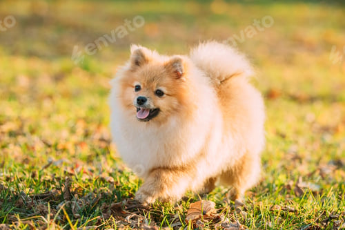 Preview: Funny Young Red Puppy Pomeranian Spitz Puppy Dog Happy Play Outd