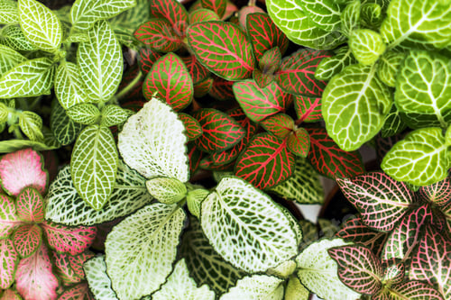 Preview: Fittonia Plants