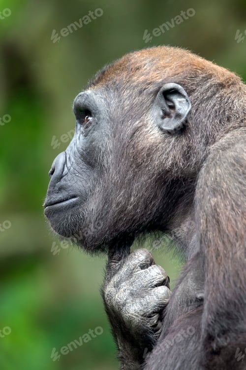 Preview: A Young Western Lowland Gorilla