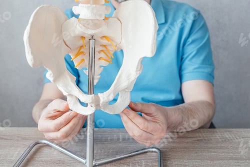 Preview: Close up of male doctor's hand showing sit bones or ischial tuberosity on a skeleton spine model