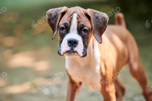 Preview: Boxer dog puppy face close up at outdoor park walking, green grass background, funny boxer dog face