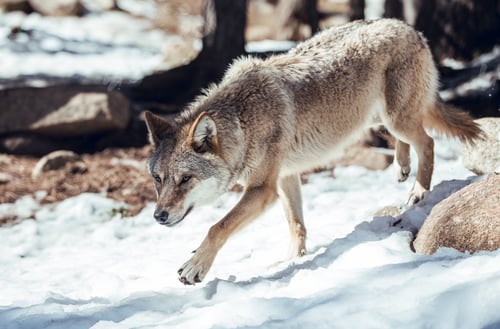 Preview: Wolf on hill near stones and snow