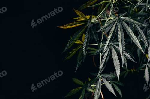 Preview: cannabis on a Black background