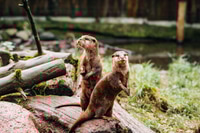 Preview: Closeup of cute Otters on a stone in a garden