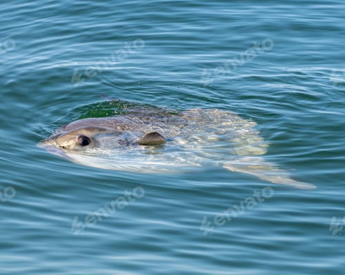 Preview: Sunfish swimming near the ocean surface