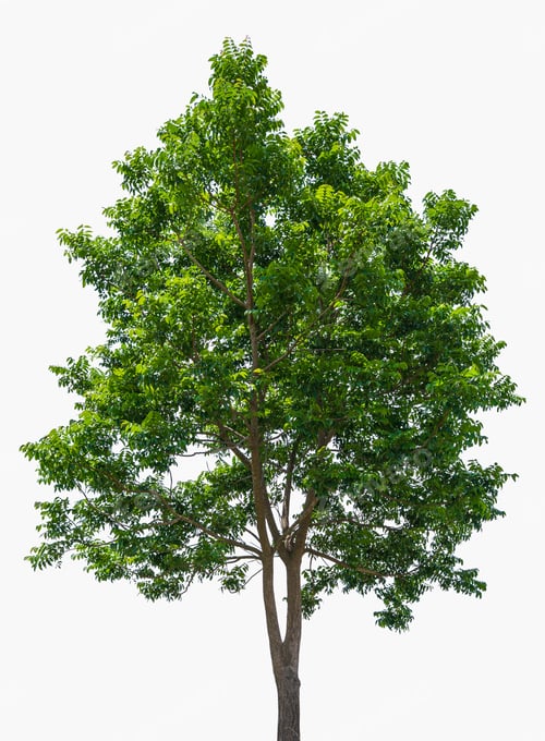 Preview: Green tree isolated on white background, clipping path