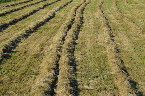 Preview: Mowed meadow