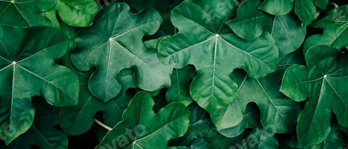 Preview: Close up group of background tropical green leaves texture and abstract background.