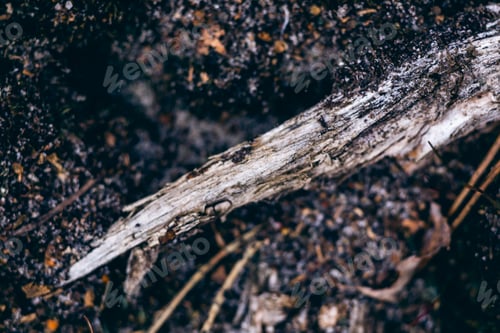 Preview: Piece of wood on the ground