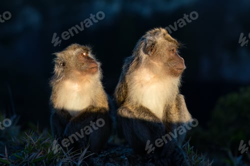 Preview: Monkeys sit on the ground at dusk, gazing at something in the distance