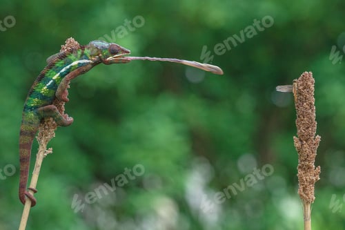 Preview: Close-up of a Panther Chameleon hunting for an insect on a plant