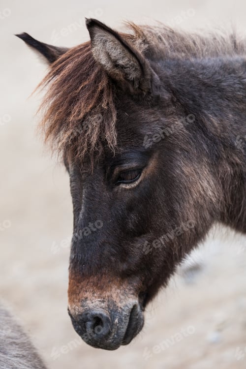 Preview: Donkey