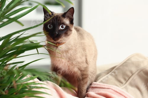 Preview: Cute Funny Thai Cat At Home