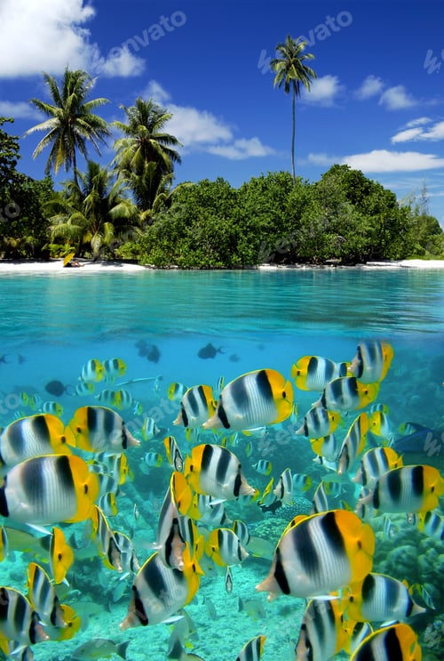 Preview: French Polynesia - South Pacific