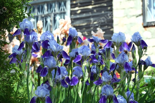 Preview: Blue irises on the background of a wooden village house