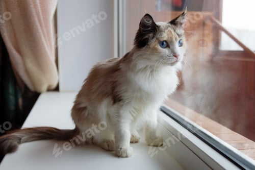 Preview: Elegant Calico Cat with Blue Eyes Gazing out Window. Serene Feline Observing the World Outside.