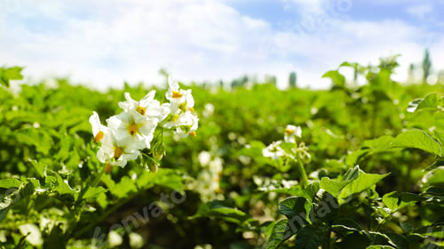 Preview: Blooming potato bushes in field against blue sky, closeup