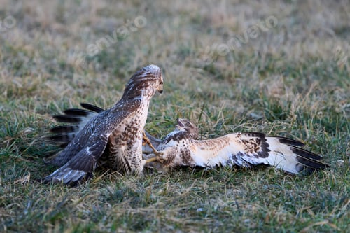 Preview: Common buzzard (Buteo buteo)