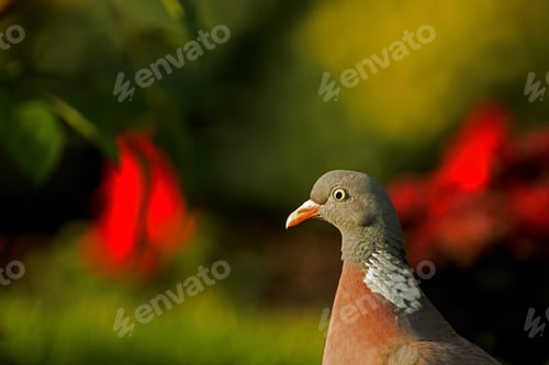 Preview: Portrait of Wood pigeon (Columba palumbus) in summer