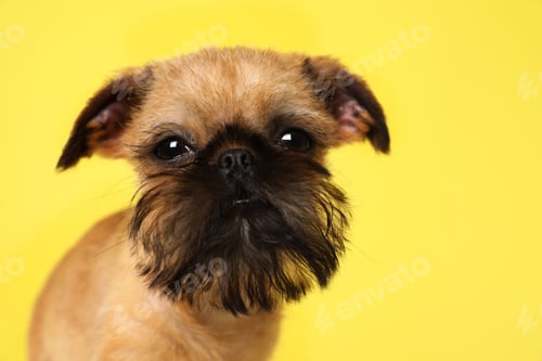 Preview: Studio portrait of funny Brussels Griffon dog looking into camera on color background