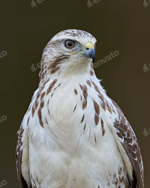 Preview: Common buzzard (Buteo buteo)