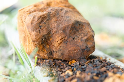 Preview: gathered and foraged cleaned chaga mushroom birch tree fungus for brewing tea. alternative medicine