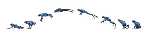 Preview: Blue poison dart frog Jumping Animation Sequence, Dendrobates tinctorius azureus, isolated on white