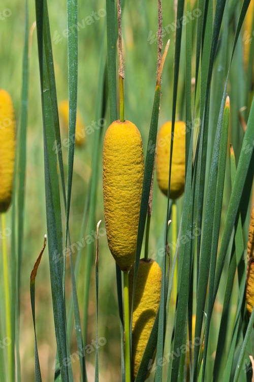 Preview: Sugar cane plant