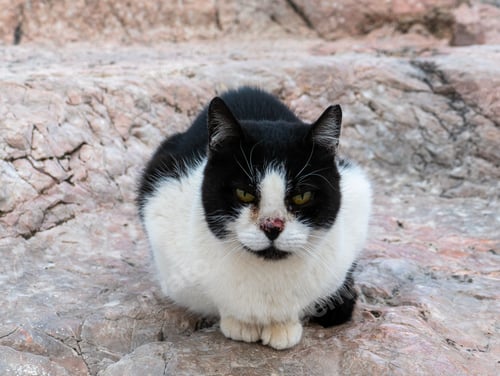 Preview: Domestic black and white cat perched atop a natural stone