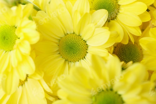 Preview: Yellow chrysanthemums all over background, close up