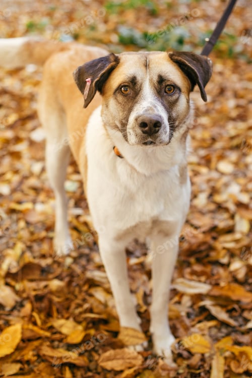Preview: Mixed breed yellow brown dog. Sweet dog in shelter with sad eyes