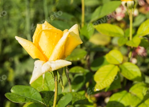 Preview: Beautiful yellow rose growing in the garden on a Sunny summer day