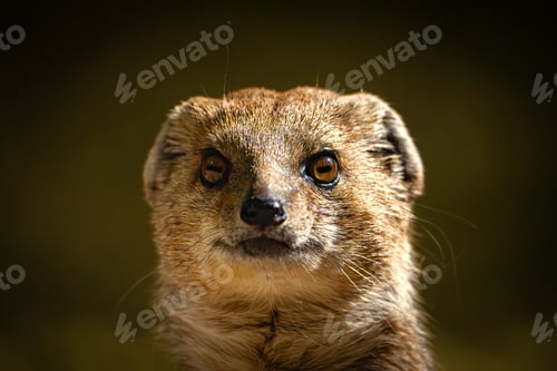 Preview: Small Mongoose gazes to the side in a natural environment