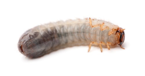 Preview: Larva of mealworm, Tenebrio molitor, against white background