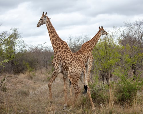 Preview: Giraffe, long neck safari animals grazing at Chobe national park in Botswana, Africa