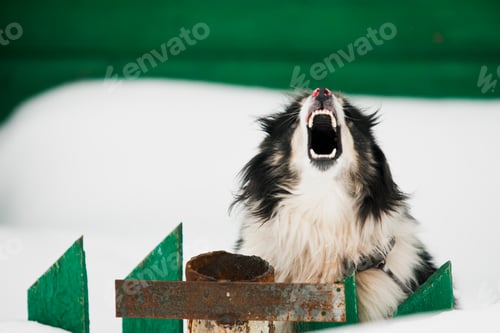 Preview: Angry dog