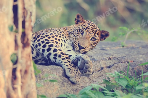 Preview: Leopard